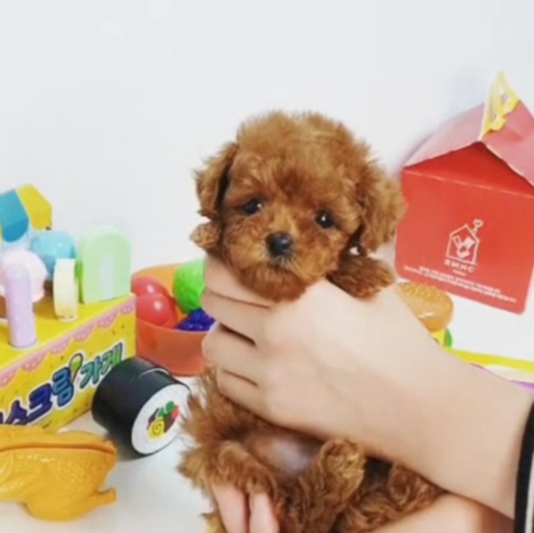 korea topclasspet teacup puppies for sale 말티즈 미니비숑 포메라니안 분양 전문 탑클래스펫