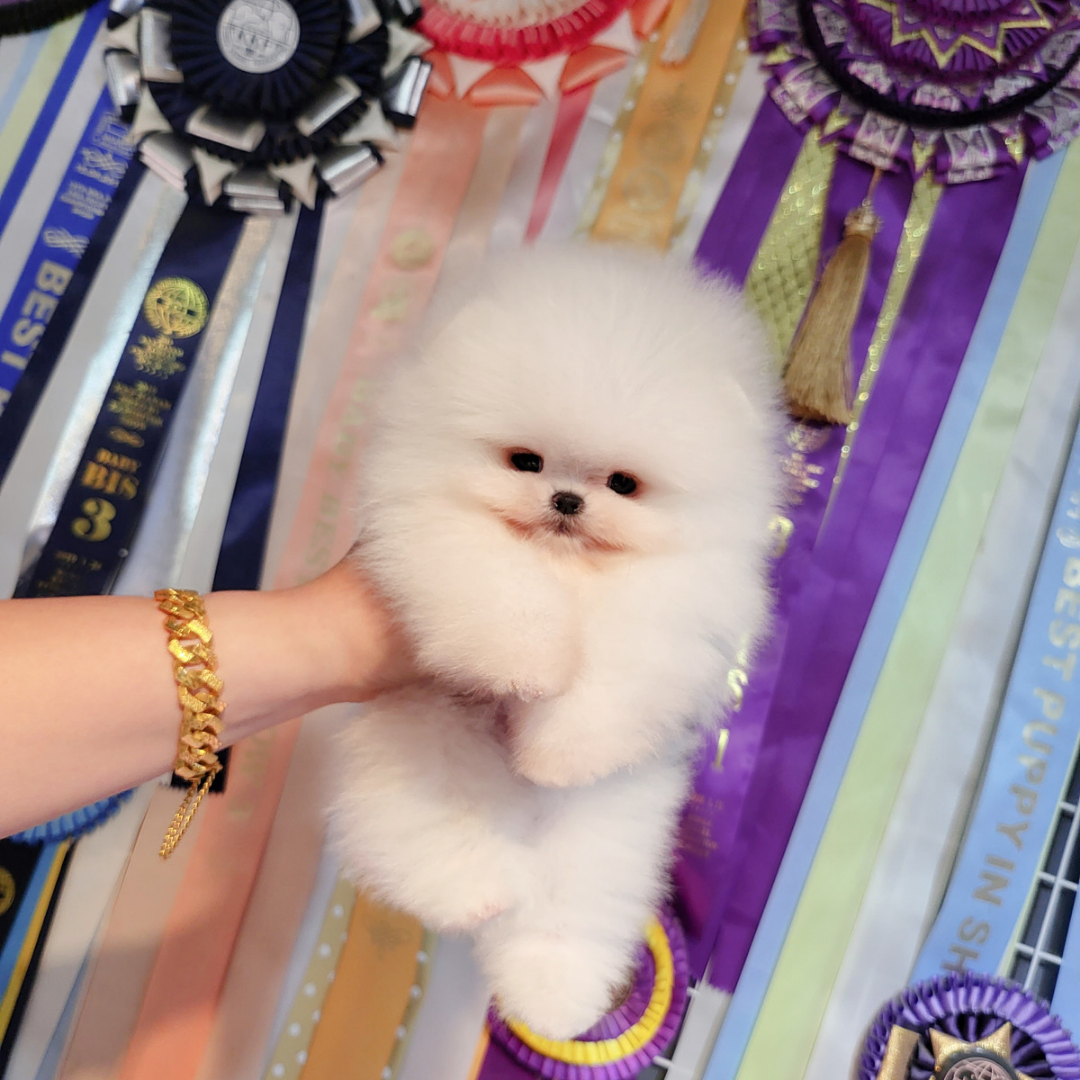 Topclasspet korea teacup puppies for sale