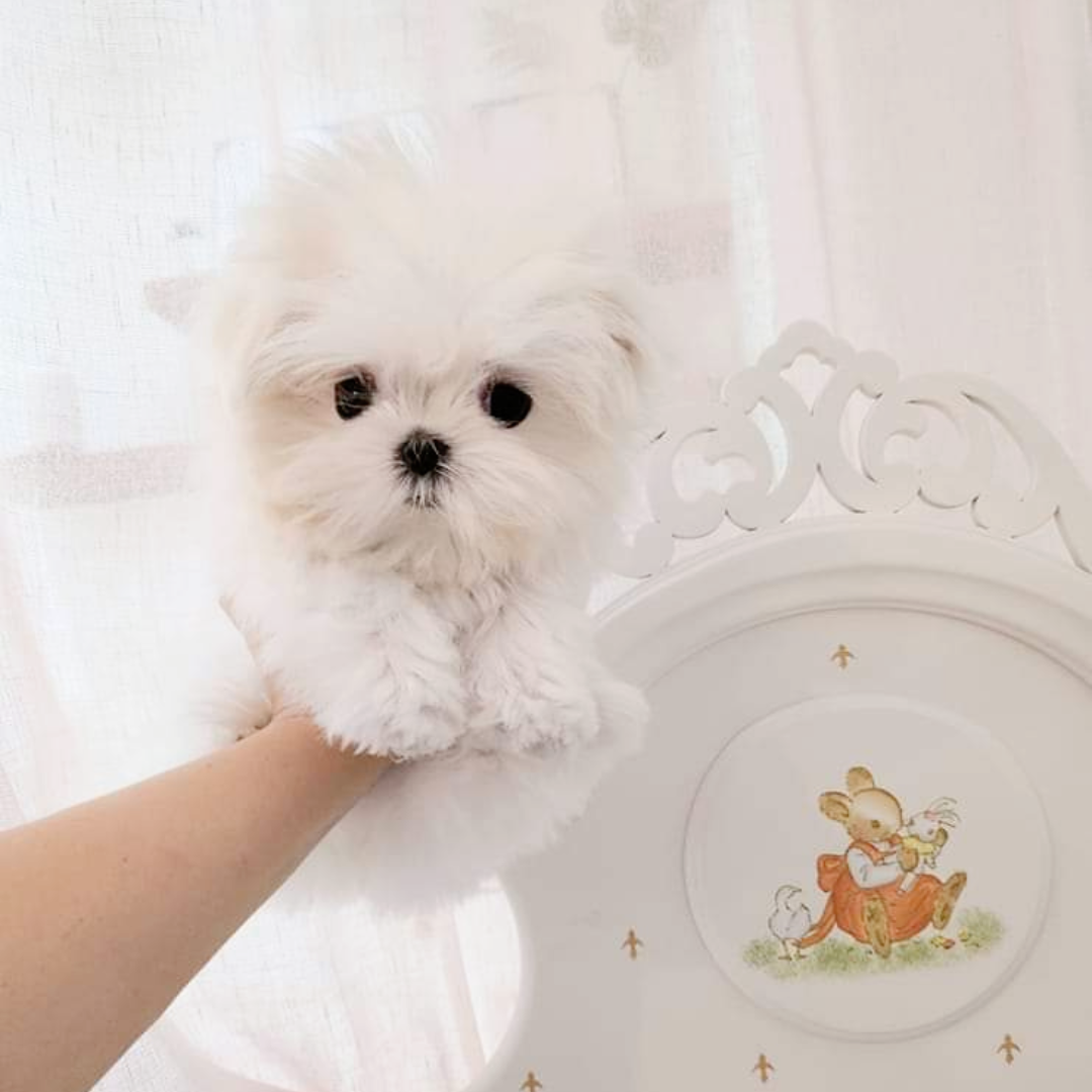 Topclasspet kennel korea teacup puppies for sale