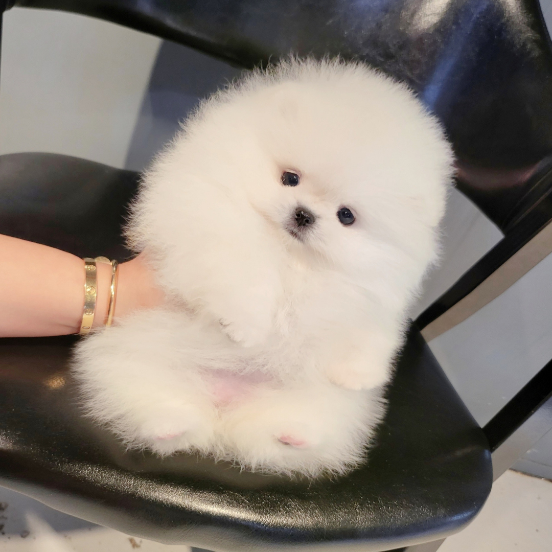 Korea teacup pomeranian puppies for sale topclasspet 화이트포메라니안 전문분양 탑클래스펫