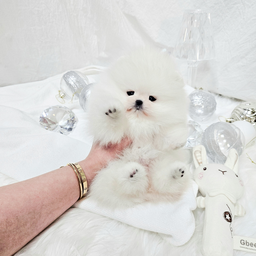 Korea white pomeranian teacup puppies for sale topclasspet 탑클래스펫 화이트 포메라니안분양