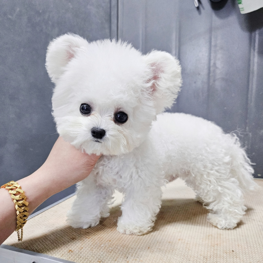 Korea teacup minibichon puppies for sale 미니비숑견사 미니비숑분양 탑클래스펫