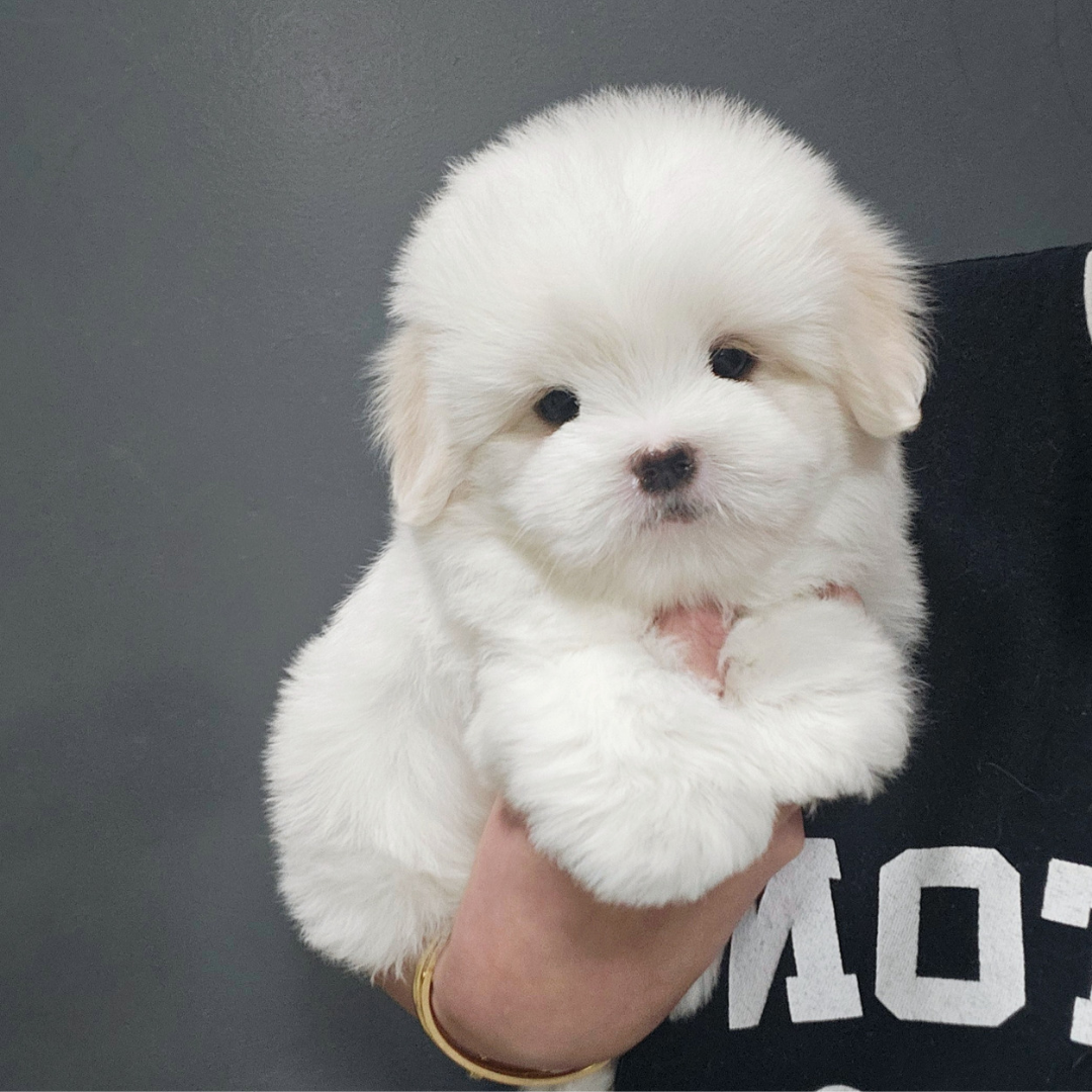 Korea coton de tulear puppies for sale Topclasspet 꼬똥분양 탑클래스펫