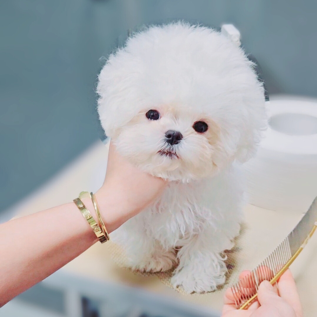 Korea minibichon puppies for sale topclasspet 미니비숑 전문견사 탑클래스펫