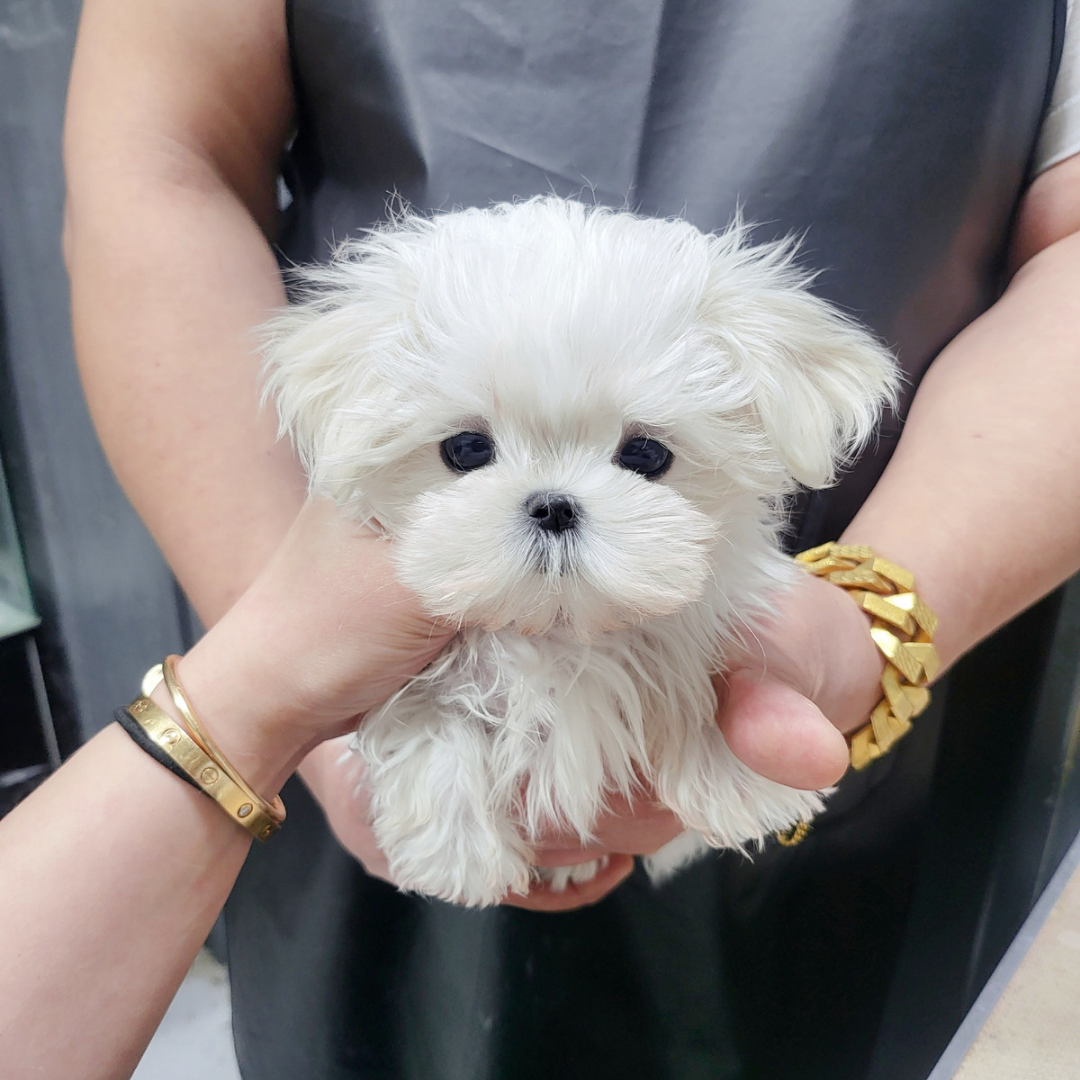 Korean teacup maltese puppies kennel topclasspet 말티즈분양 전문견사 탑클래스펫