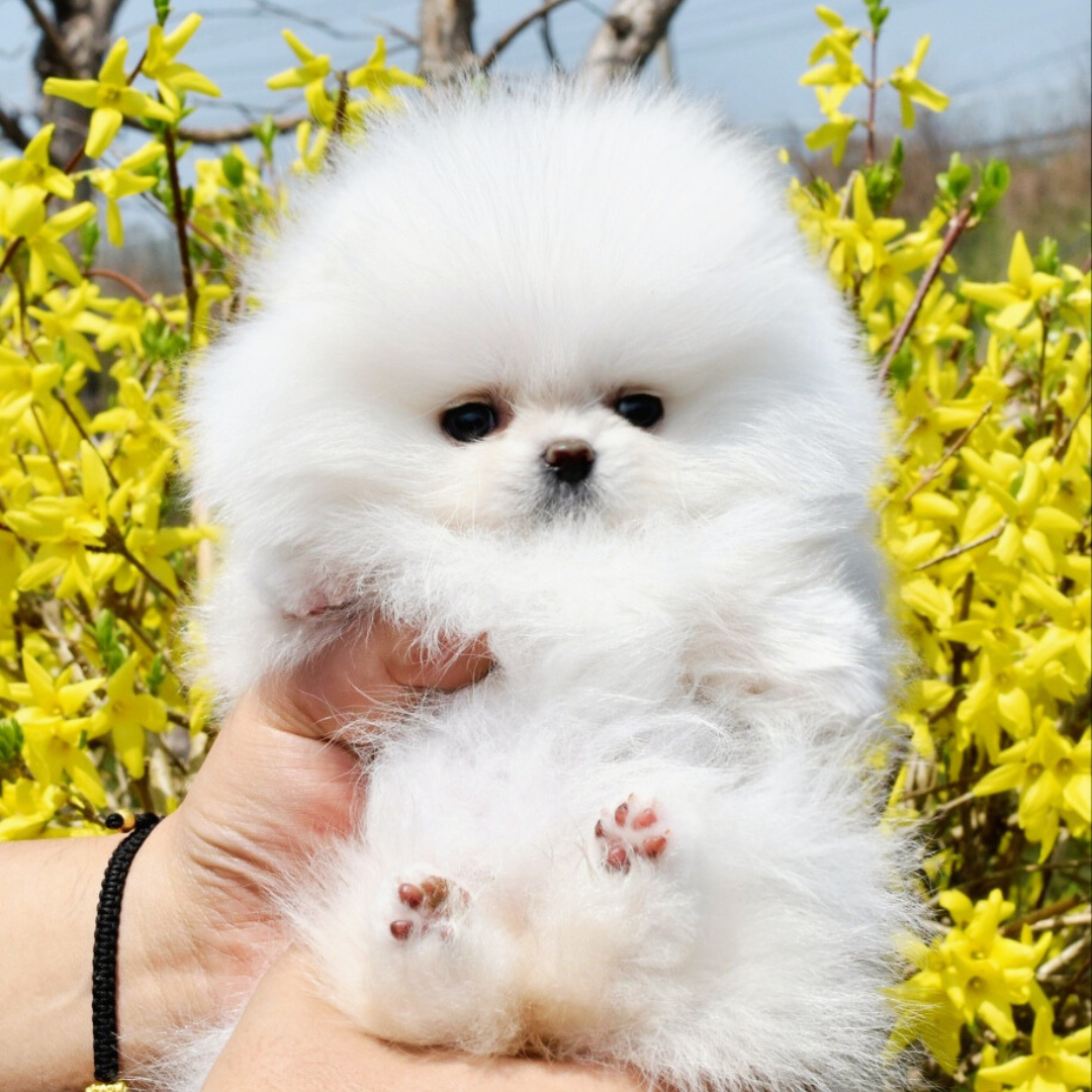 Korean white pomeranian puppies for sale topclasspet 화이트 포메라니안 분양전문 탑클래스펫