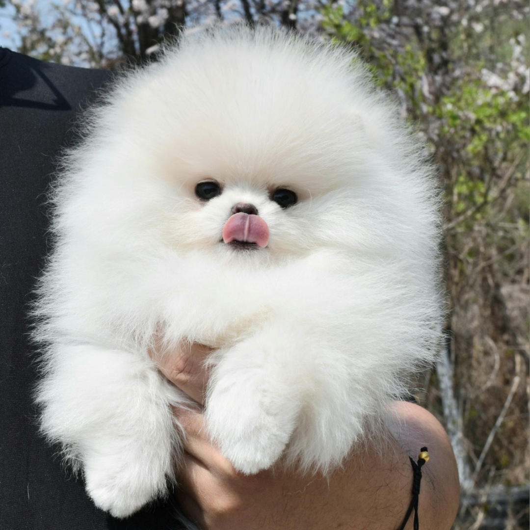 Korea teacup white pomeranian puppies for sale kennel topclasspet 혈통 화이트포메라니안 전문분양 탑클래스펫