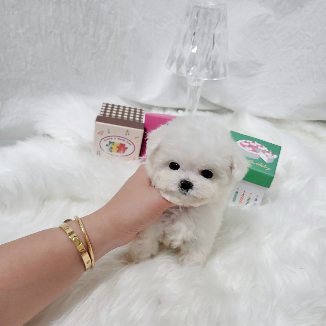 Korea minibichon puppies for sale topclasspet 미니비숑분양 전문 탑클래스펫
