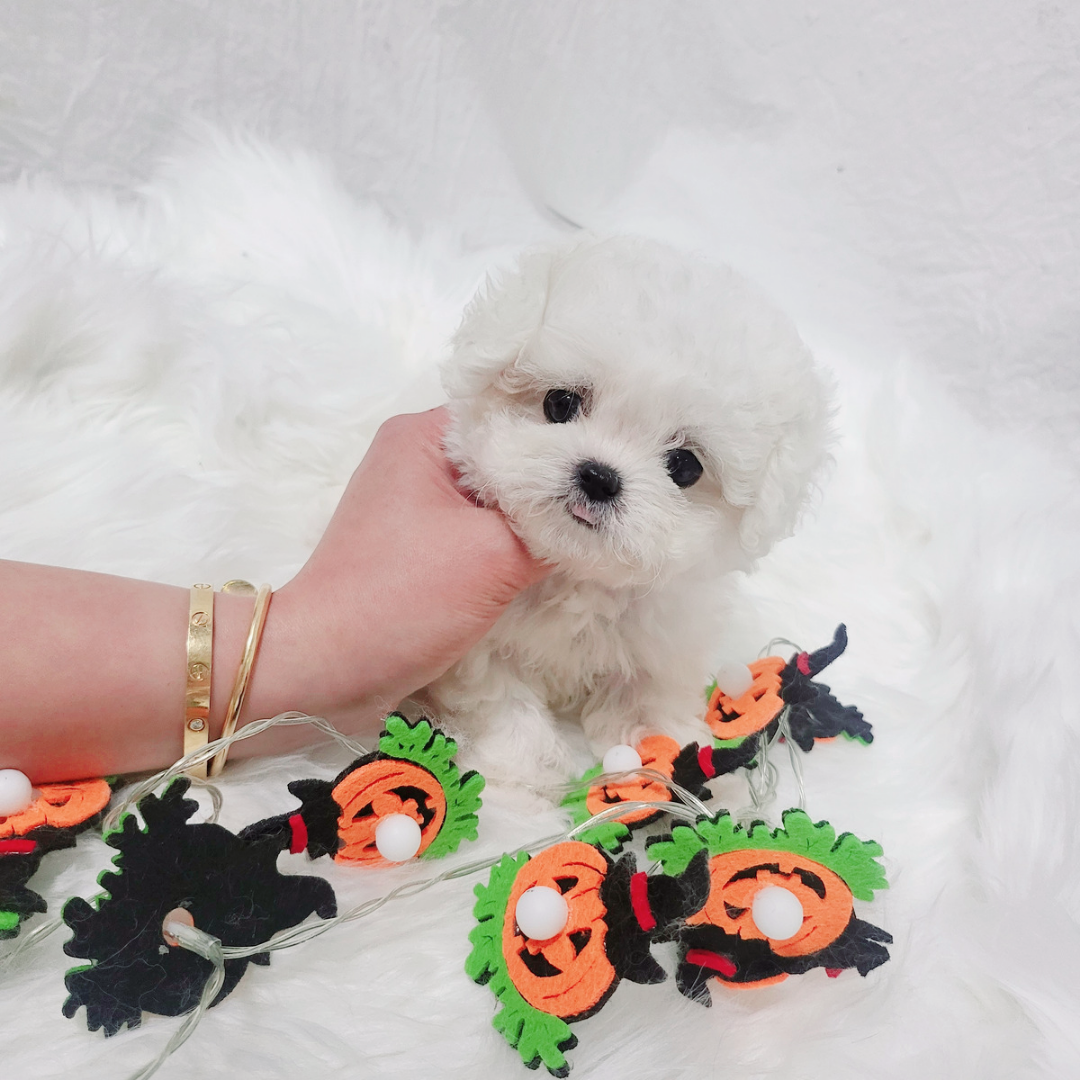 미니비숑분양 탑클래스펫 korea teacup puppies for sale minibichon
