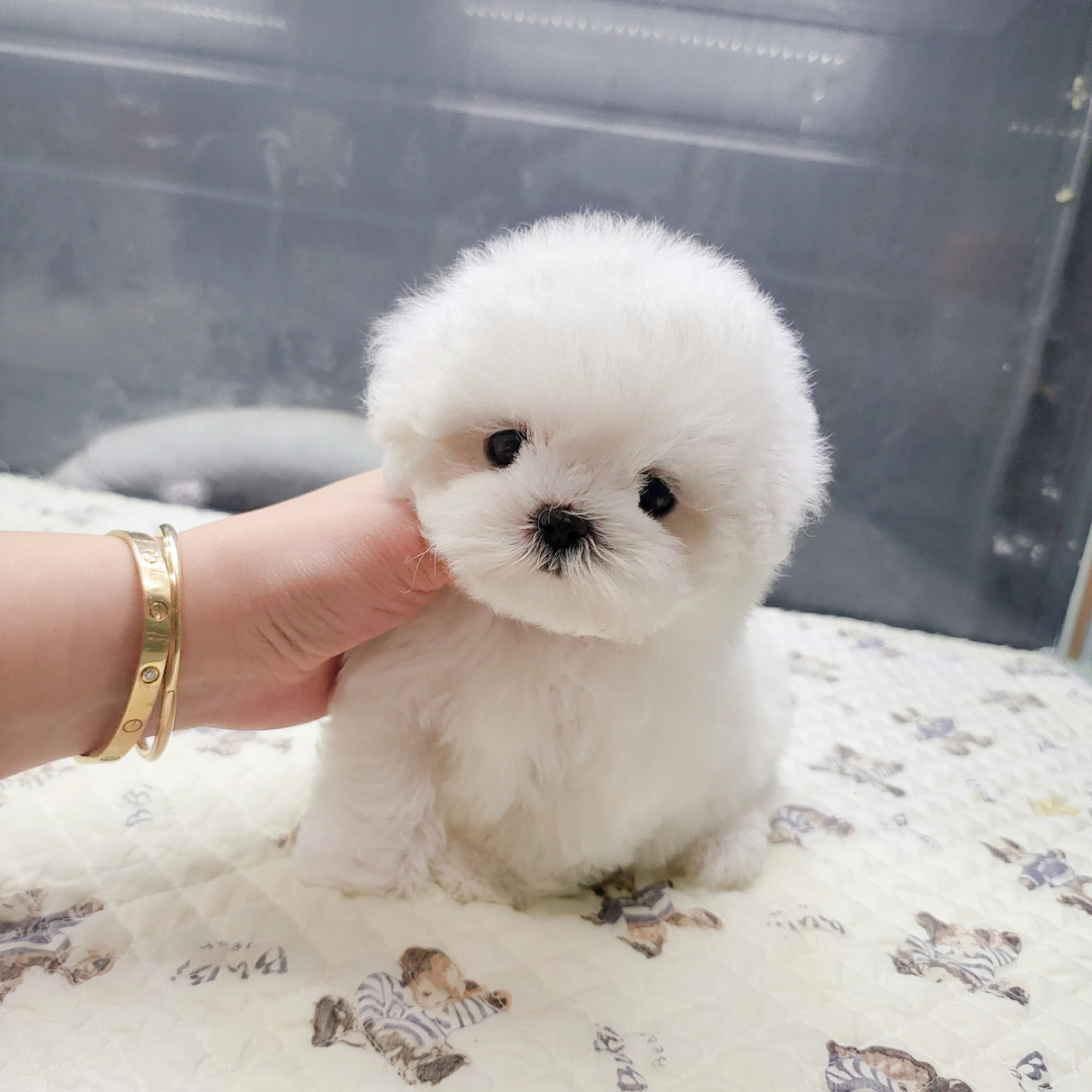 탑클래스펫 미니비숑분양 korea topclasspet teacup mini bichonfrise puppies for sale