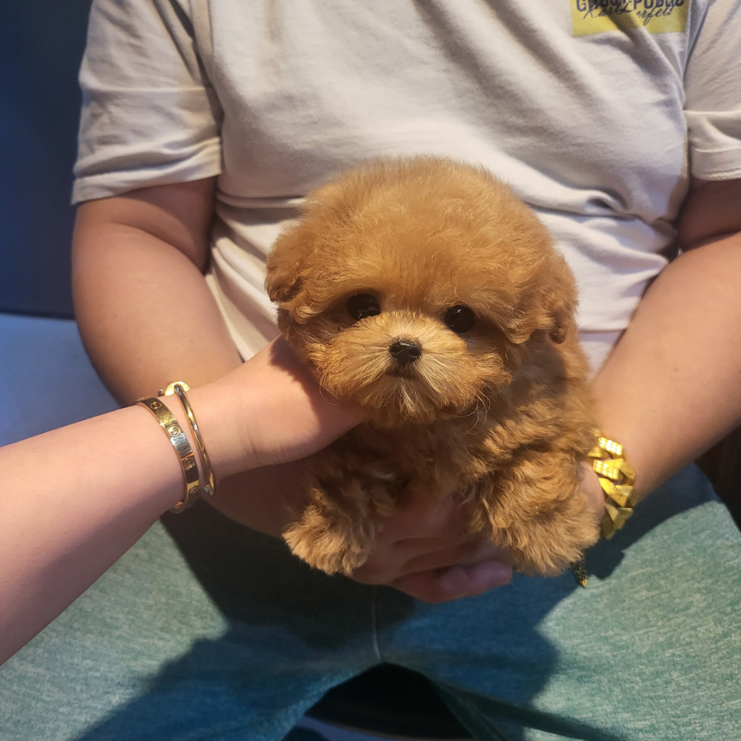 Korea topclasspet brown toy poodle puppies for sale
