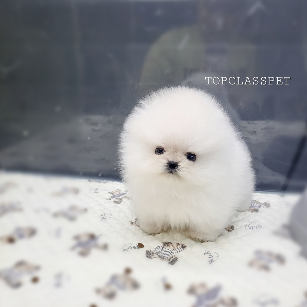 Korea topclasspet  teacup whitepomeranian puppies for sale 탑클래스펫 화이트포메라니안분양