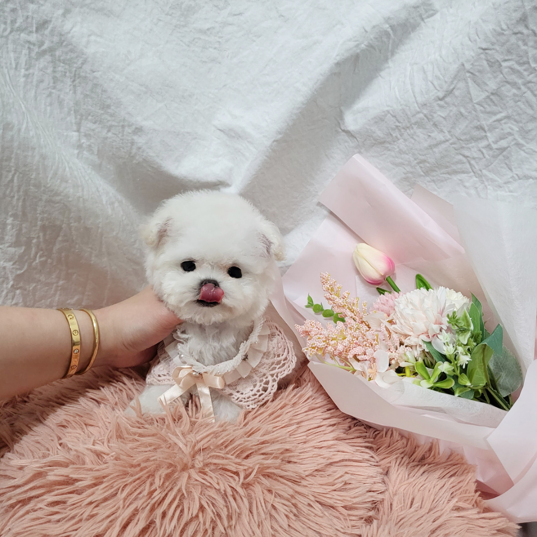 Korea topclasspet teacup minibichon puppies for sale 미니비숑분양 탑클래스펫