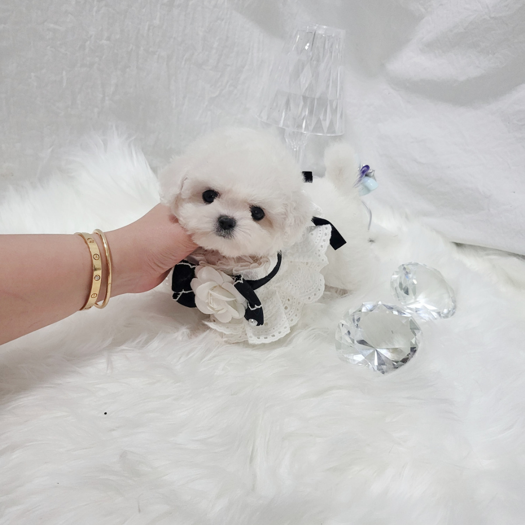 Korea minibichon puppies for sale topclasspet 미니비숑견사 미니비숑켄넬 미니비숑분양 탑클래스펫