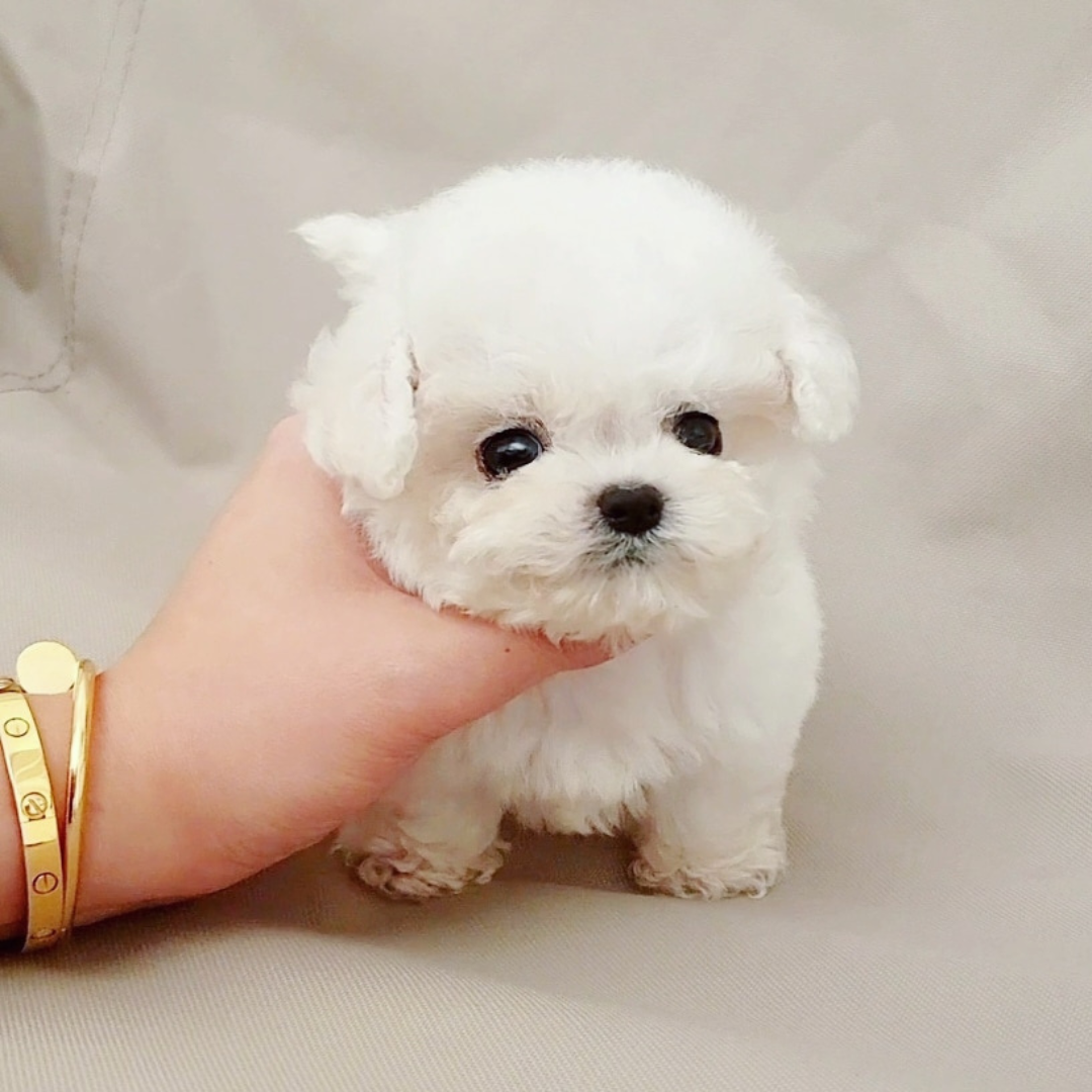 Korea teacup mini bichonfrise puppies for sale topclasspet 미니비숑분양전문 탑클래스펫
