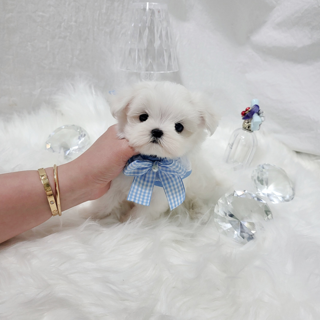 Korea teacup maltese puppies for sale topclasspet 말티즈분양 탑클래스펫