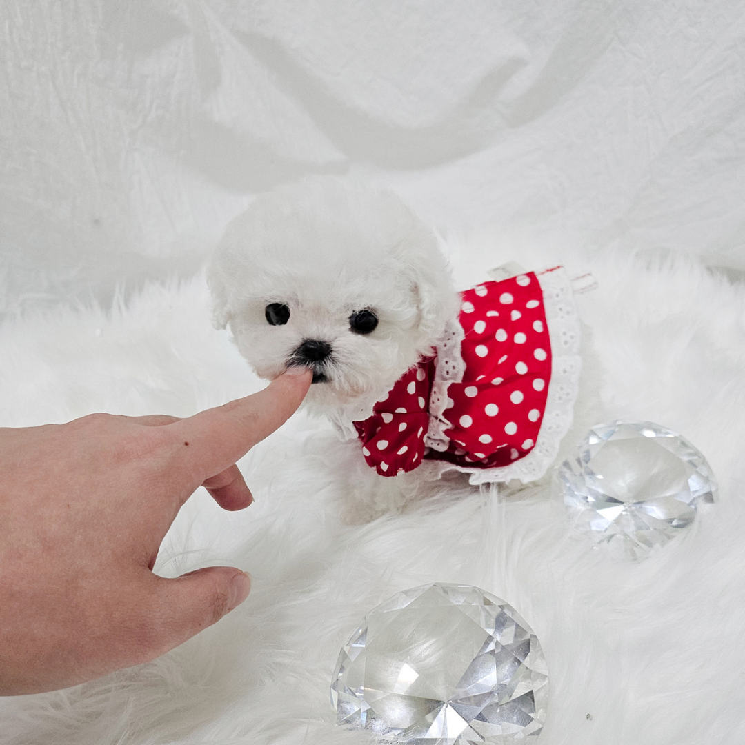 Korea minibichon puppies for sale topclasspet 미니비숑분양 탑클래스펫
