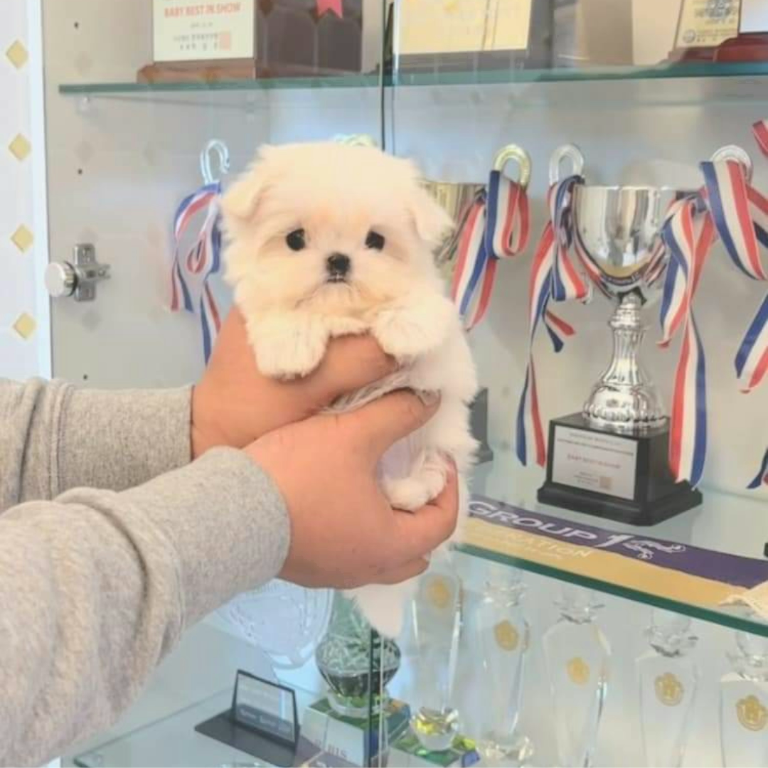 말티즈분양 탑클래스펫 korea teacup maltese puppies for sale kennel topclasspet