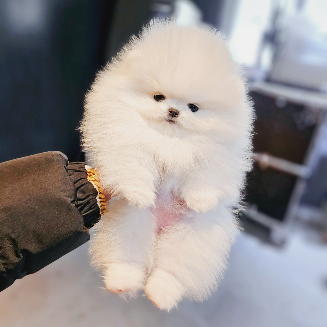 화이트 포메라니안 분양 포메분양 탑클래스펫 korea topclasspet teacup white pomeranian puppies for sale kennel topclasspet