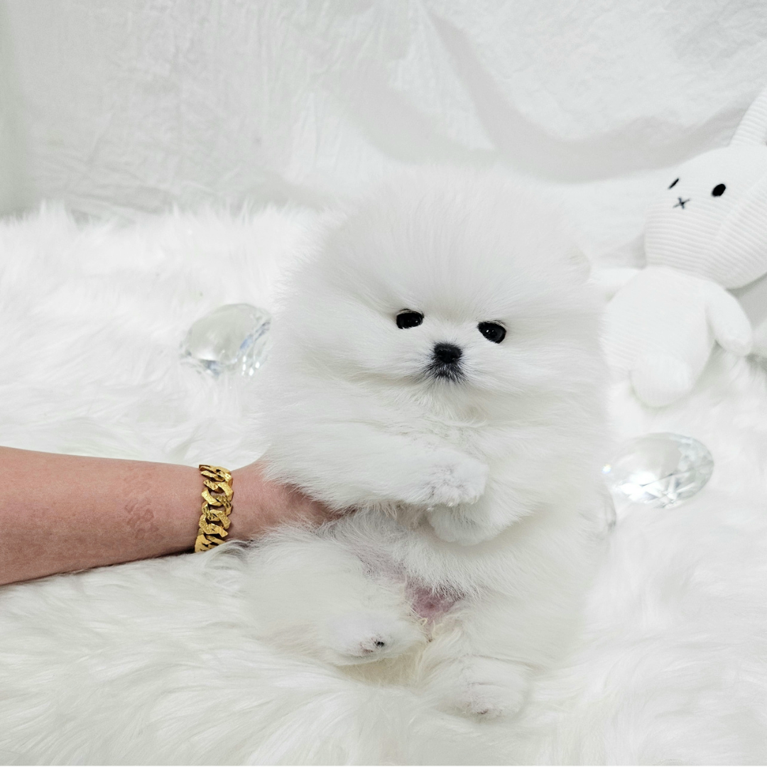 화이트 포메라니안 분양 탑클래스펫 korea teacup white pomeranian puppies for sale kennel topclasspet