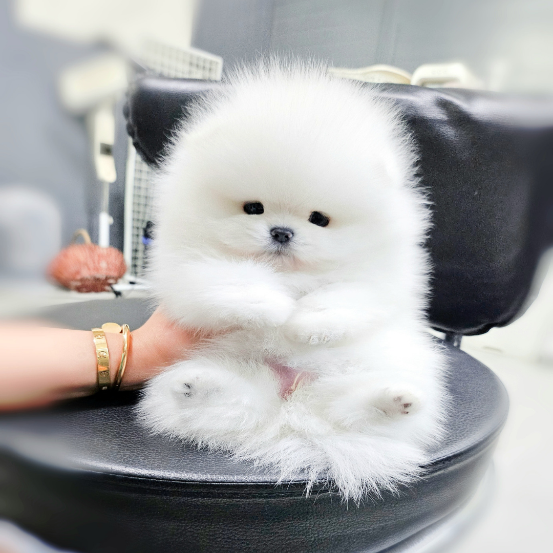 화이트 포메라니안 분양 포메분양 탑클래스펫 korea topclasspet teacup white pomeranian puppies for sale kennel topclasspet