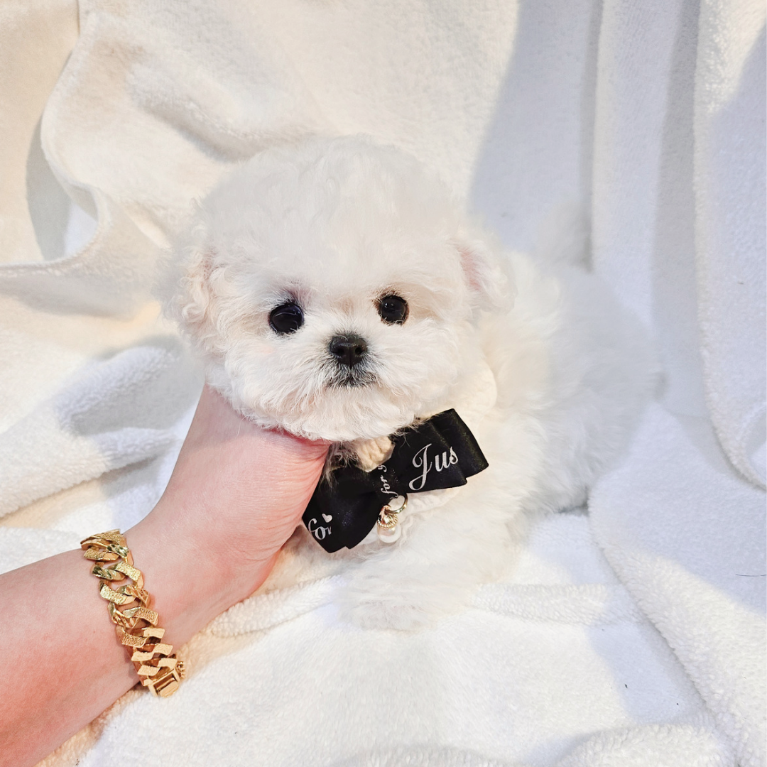 Korea mini bichon puppies for sale kennel topclasspet 미니비숑켄넬 탑클래스펫