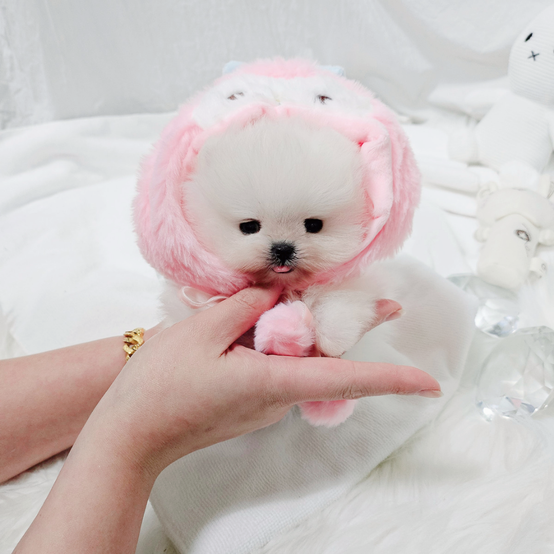 Korea teacup white pomeranian puppy for sale 화이트 포메라니안 전문 분양 