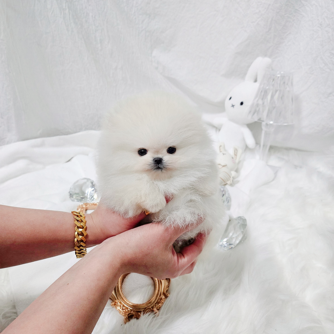 Korea teacup cream pomeranian puppy for sale 크림 포메라니안 분양 