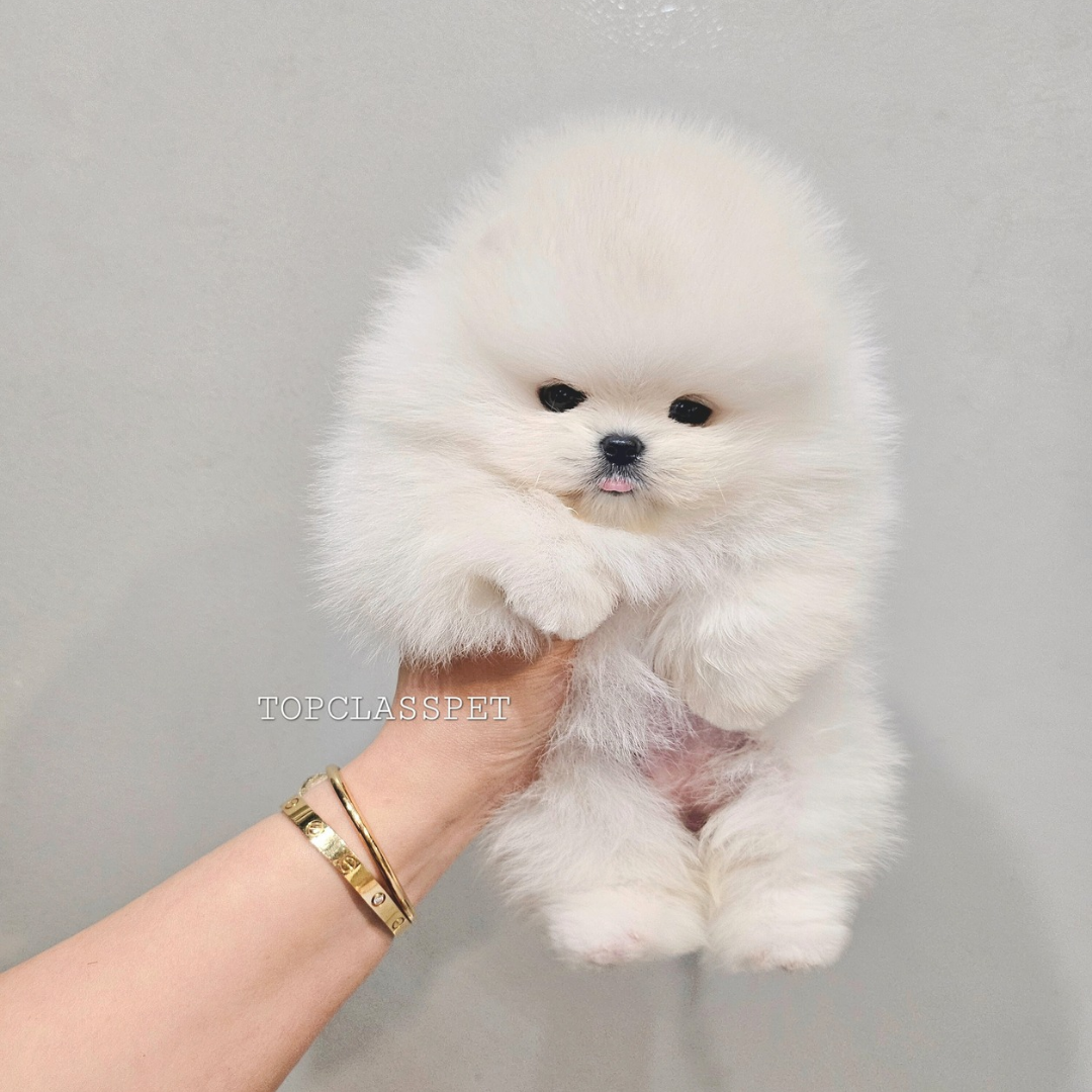 Korean teacup white pomeranian puppies for sale kennel 화이트 포메라니안분양 