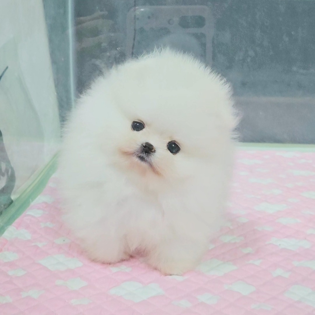 Korean teacup white pomeranian puppies for sale kennel ปอมเกาหลี 화이트 포메라니안분양