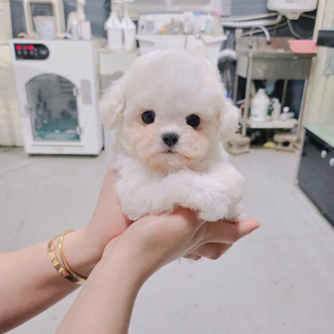 Korea mini bichonfrise puppies for sale 미니비숑분양 켄넬 มินิบิชองเกาหลี